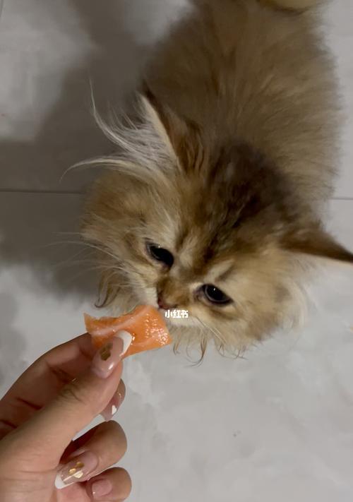 猫不吃东西时应该喂什么药？如何正确处理宠物食欲不振？