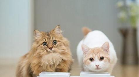 猫不吃东西时应该喂什么药？如何正确处理宠物食欲不振？