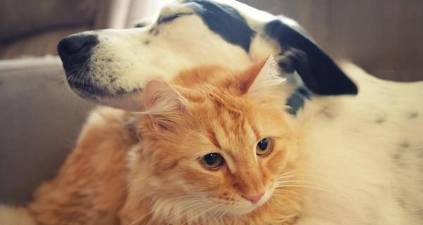 猫打疫苗打什么疫苗？常见疫苗种类及接种时间表是什么？