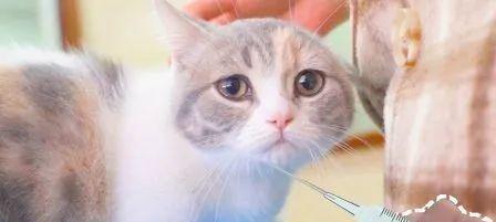 猫打疫苗打什么疫苗？常见疫苗种类及接种时间表是什么？