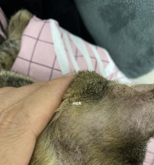 猫得了螨虫怎么治疗？有效治疗方法有哪些？