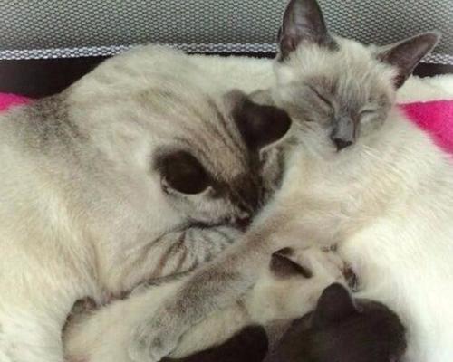 猫的怀孕周期是多久？如何计算猫咪的预产期？