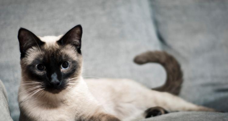 猫的怀孕周期是多久？如何计算猫咪的预产期？