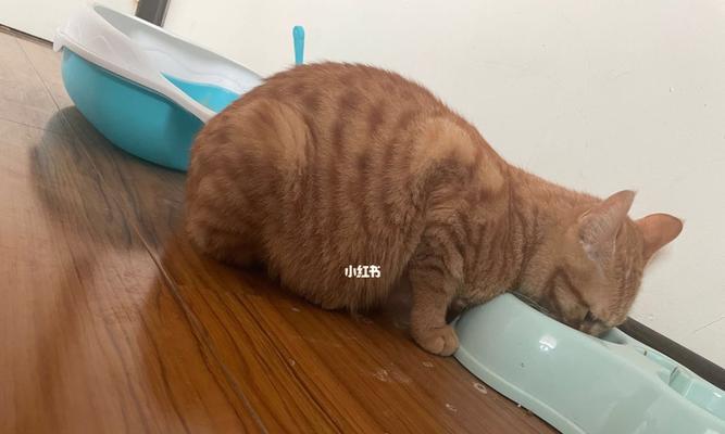 猫都吐抽了怎么回事？如何判断呕吐原因并处理？