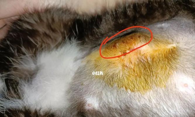 猫怀孕多少天肚子会鼓？如何观察猫咪怀孕迹象？