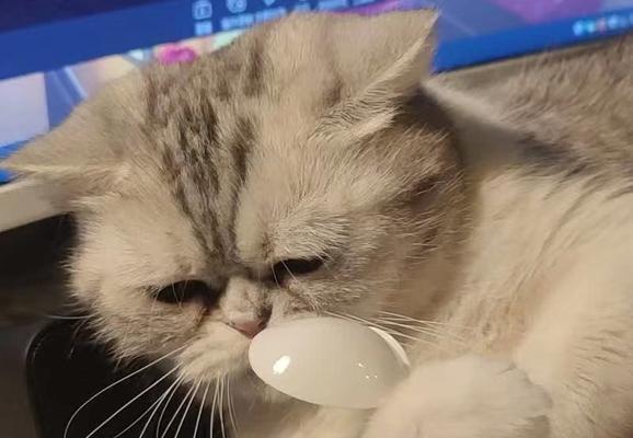 猫猫只吃猫粮怎么戒？有哪些健康替代食品推荐？
