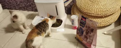 猫猫只吃猫粮怎么戒？有哪些健康替代食品推荐？