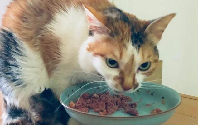 猫猫只吃猫粮怎么戒？有哪些健康替代食品推荐？