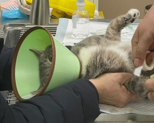 猫撒尿带血是怎么回事？可能的原因和解决方法是什么？