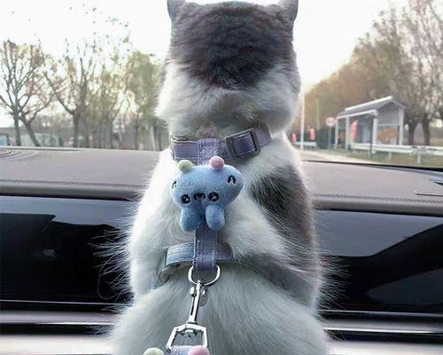 猫身上出血了怎么办？紧急处理方法和预防措施是什么？