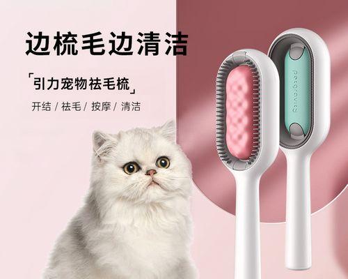 猫身上出血了怎么办？紧急处理方法和预防措施是什么？