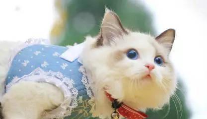 猫生几只小猫有讲究吗？了解猫咪繁殖的常见问题