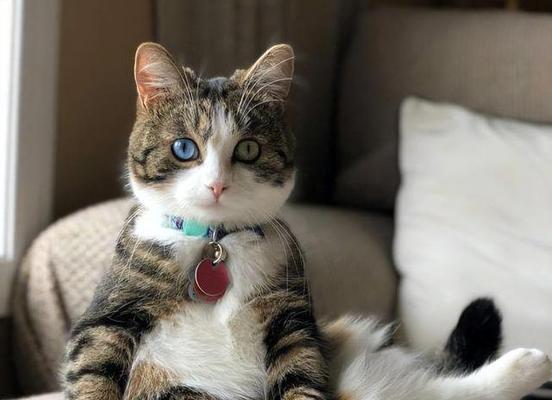猫生几只小猫有讲究吗？了解猫咪繁殖的常见问题
