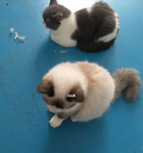 新生小猫的营养需求是什么？母猫应该吃什么来保证奶水质量？