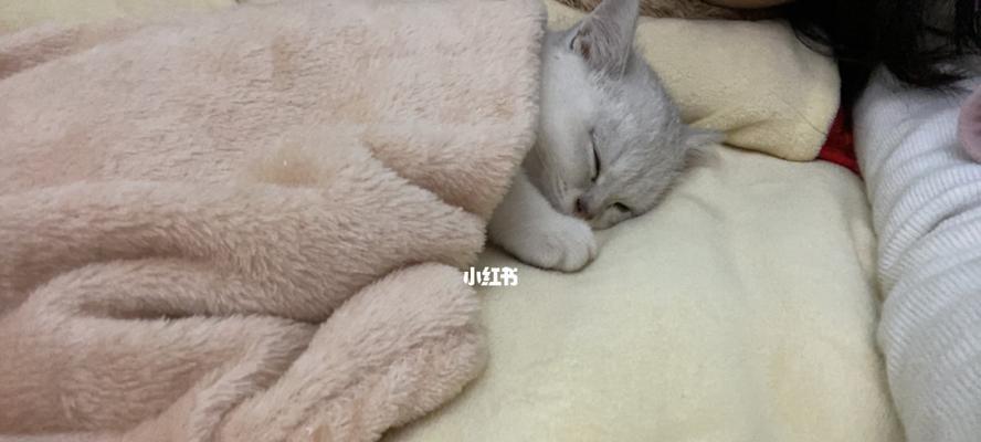 猫什么时候打第一针疫苗？接种流程和注意事项是什么？