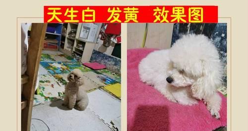 猫死了怎么正确处理？宠物遗体处理的正确步骤是什么？
