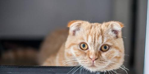 猫不爱吃牛肉的原因是什么？如何改善猫咪的饮食习惯？