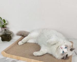 猫看见人磨爪是什么原因？如何正确引导猫咪磨爪行为？
