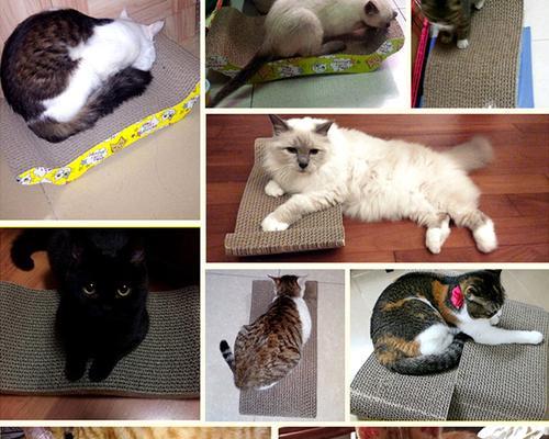 猫看见人磨爪是什么原因？如何正确引导猫咪磨爪行为？