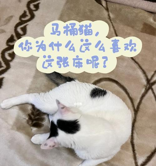 猫为什么喜欢趴马桶？探索宠物行为背后的原因？
