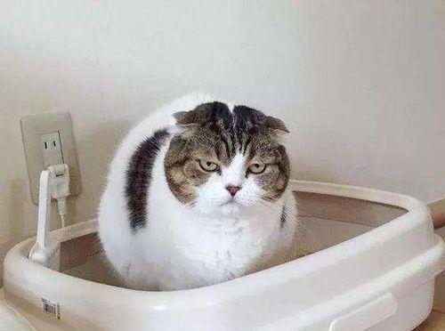 猫为什么喜欢趴马桶？探索宠物行为背后的原因？