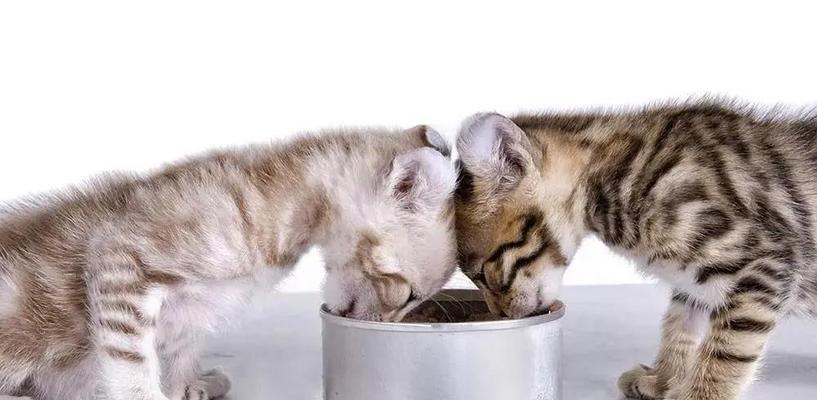 猫修复肠黏膜吃什么好？有效食物推荐有哪些？