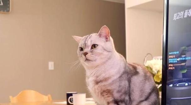 猫一般吃什么东西吗？如何为猫咪选择健康食物？
