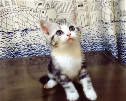 猫一般吃什么东西吗？如何为猫咪选择健康食物？