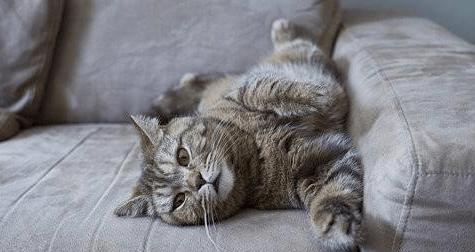 猫子宫囊肿怎么治疗？有效治疗方法有哪些？