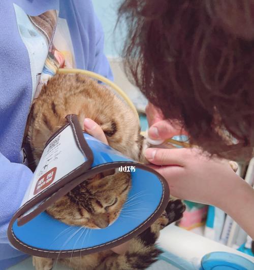 猫子宫囊肿怎么治疗？有效治疗方法有哪些？