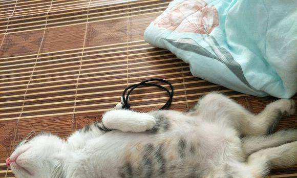 猫子宫囊肿怎么治疗？有效治疗方法有哪些？