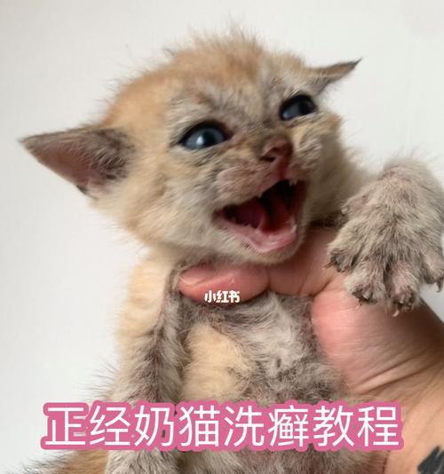 猫咪长猫癣用什么药？如何有效治疗宠物猫癣？
