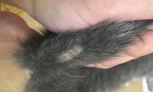猫咪长猫癣用什么药？如何有效治疗宠物猫癣？