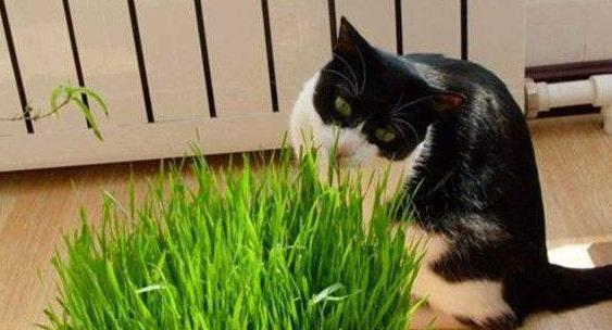 猫咪吃了猫草就吐了怎么回事？如何处理？