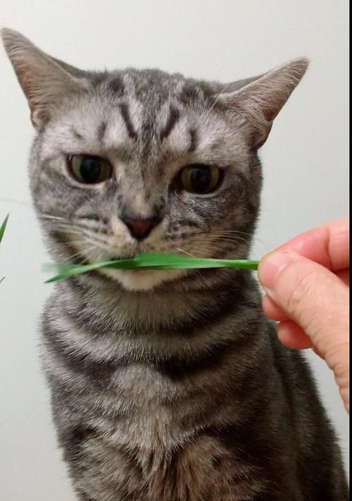 猫咪吃了猫草就吐了怎么回事？如何处理？
