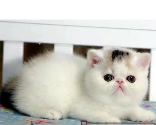 新生小猫如何正确喂养？喂养过程中应注意哪些问题？