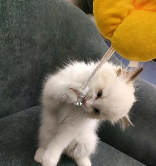 猫咪打疫苗后会死吗？了解疫苗接种的常见问题和注意事项