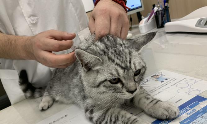 猫咪打疫苗后会死吗？了解疫苗接种的常见问题和注意事项