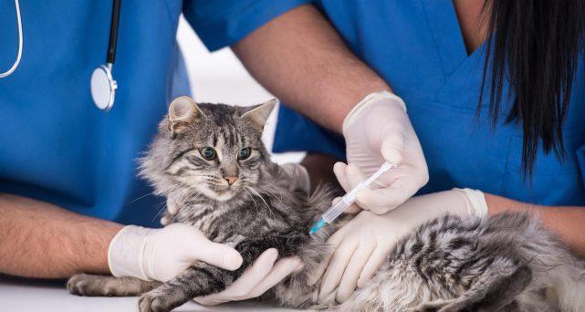 猫咪打疫苗后会死吗？了解疫苗接种的常见问题和注意事项