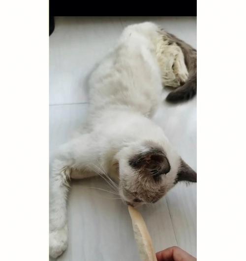 猫咪大小便失禁怎么办？死亡原因是什么？