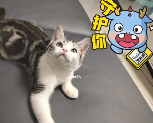 猫咪大小便失禁怎么办？死亡原因是什么？