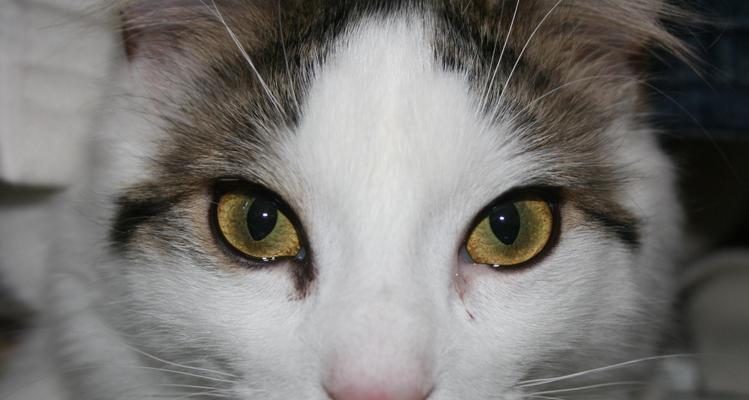 猫咪大小眼是怎么了？可能的原因和解决方法是什么？