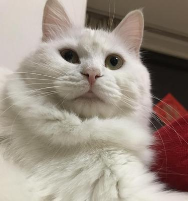 猫咪大小眼是怎么了？可能的原因和解决方法是什么？
