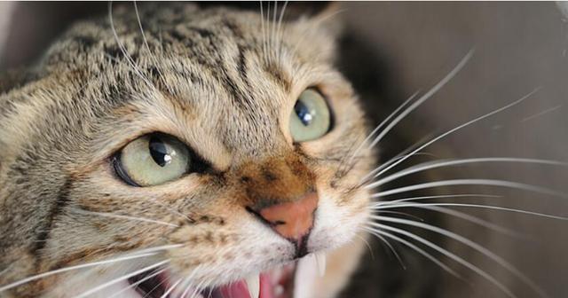 猫咪得了狂犬病有哪些症状？如何及时发现和处理？