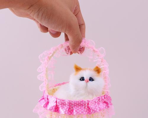 猫咪的玩具怎么选？哪种类型最受猫咪欢迎？