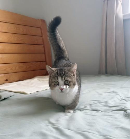 猫咪的尾巴可以拽吗？拽尾巴对猫咪有什么影响？