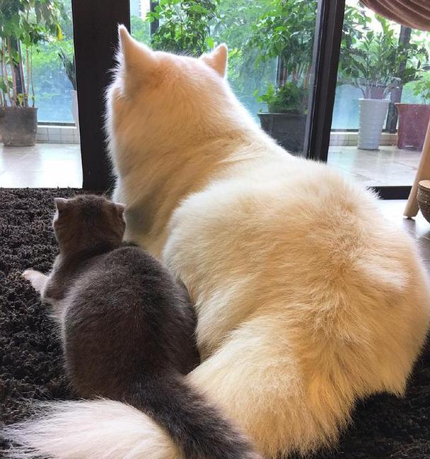 猫咪的尾巴可以拽吗？拽尾巴对猫咪有什么影响？
