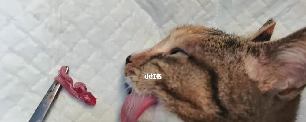 猫咪多大适合绝育？绝育的最佳时间是什么时候？