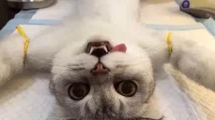 猫咪多大适合绝育？绝育的最佳时间是什么时候？