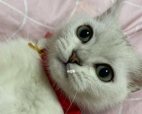 猫咪多久掉一根胡子？这是正常的生理现象吗？
